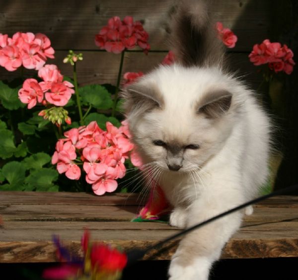 klik voor een vergroting