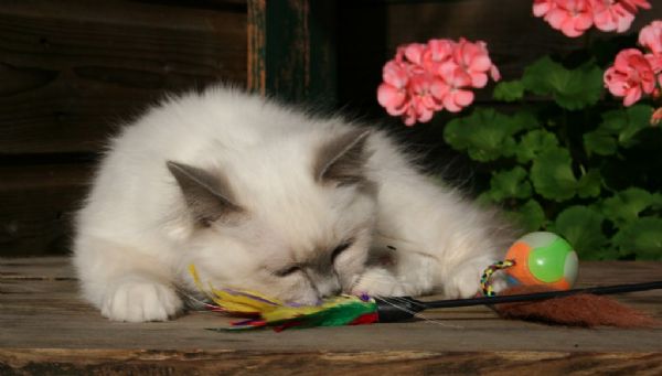 klik voor een vergroting