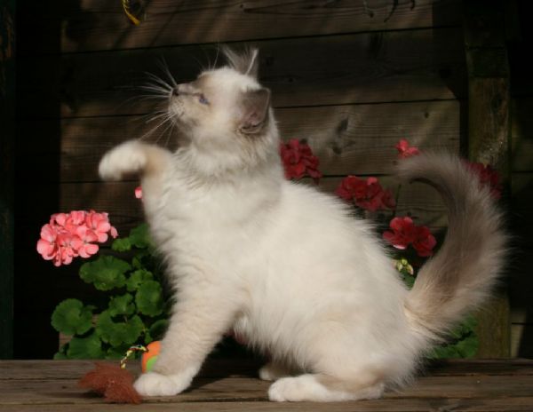 klik voor een vergroting