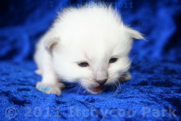 klik voor een vergroting