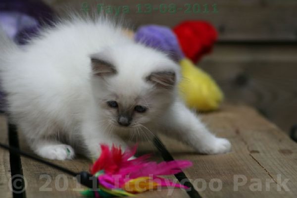 klik voor een vergroting