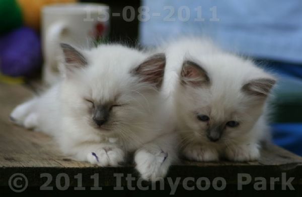 klik voor een vergroting