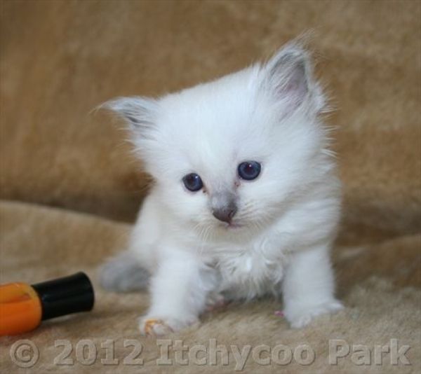 klik voor een vergroting