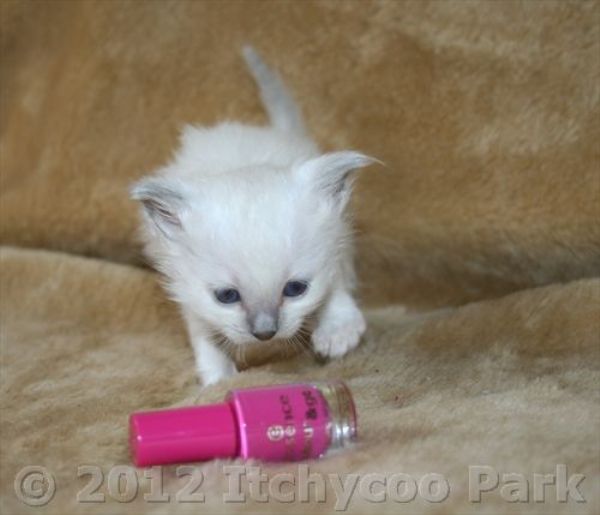 klik voor een vergroting