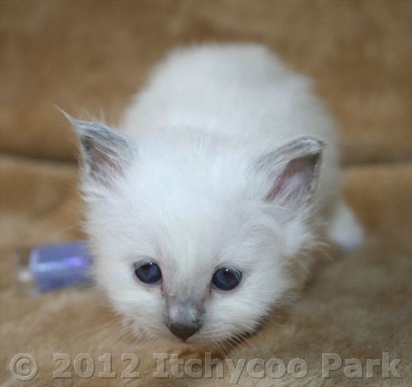 klik voor een vergroting