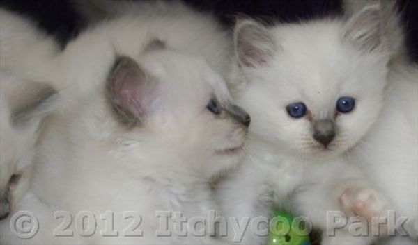 klik voor een vergroting