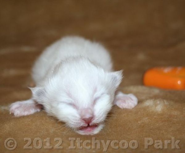 klik voor een vergroting