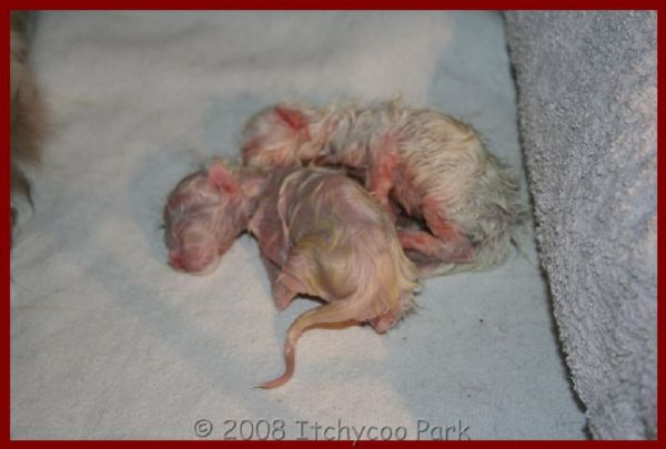 klik voor een vergroting