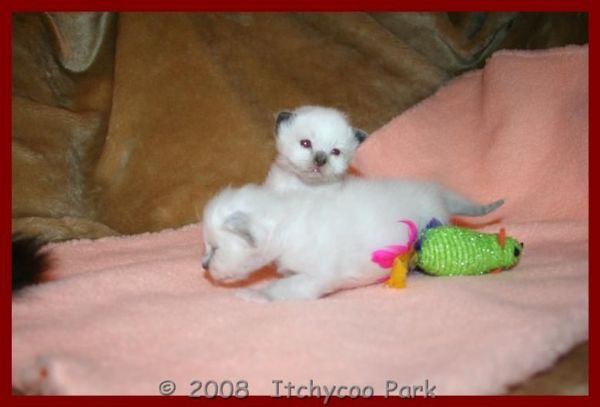 klik voor een vergroting