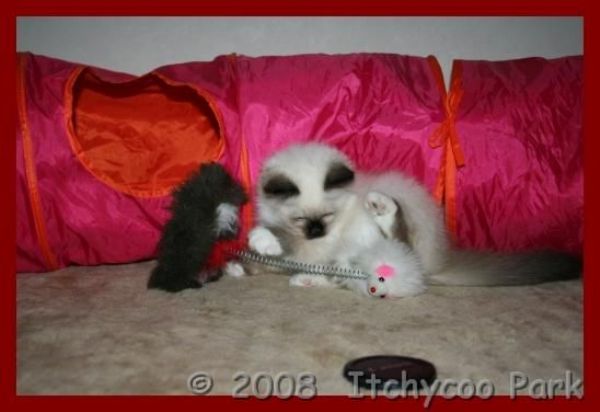 klik voor een vergroting