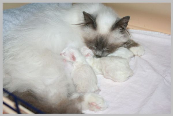 klik voor een vergroting