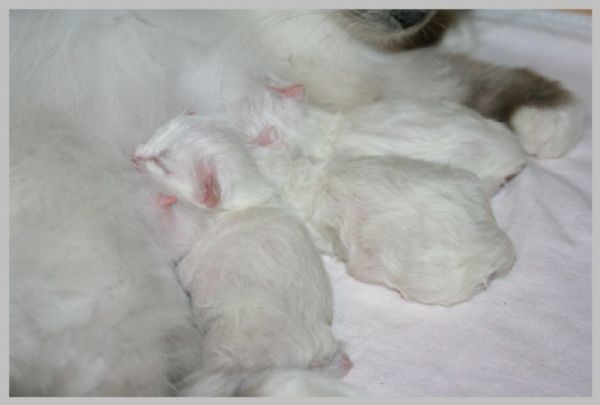 klik voor een vergroting