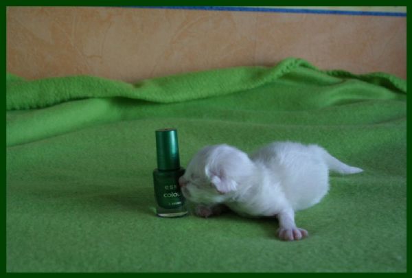 klik voor een vergroting