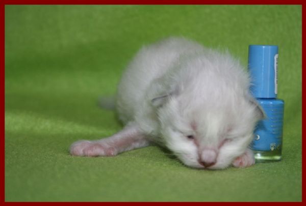 klik voor een vergroting