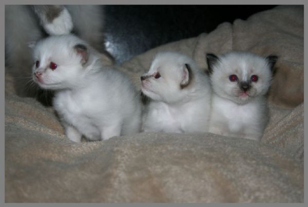 klik voor een vergroting