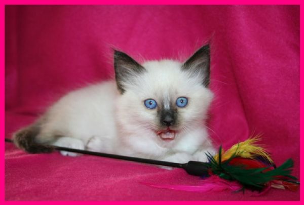 klik voor een vergroting