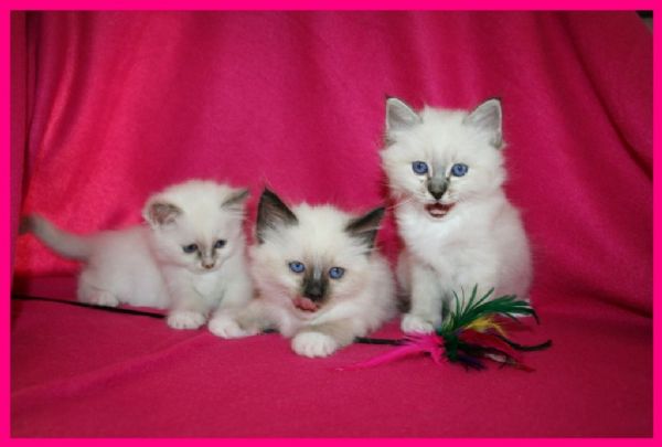 klik voor een vergroting